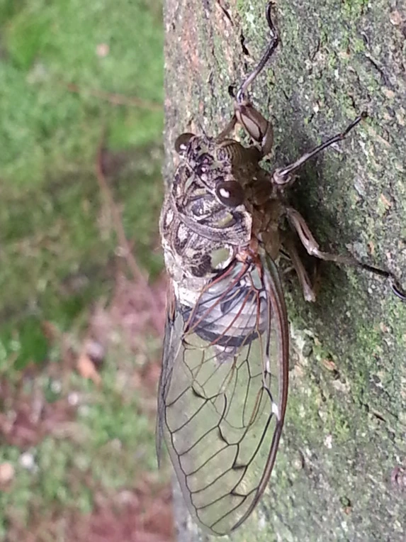 2253F04D5207358D3881F5