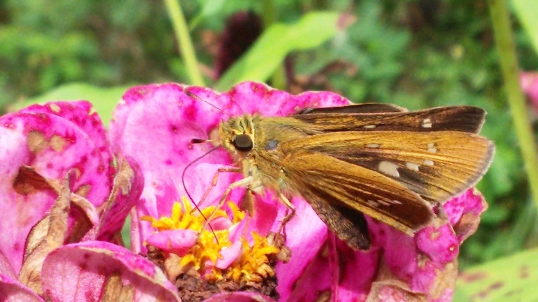 993CCA33599E1B341D1EBA