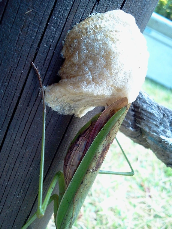 1621ED3F506E71EB2183FE