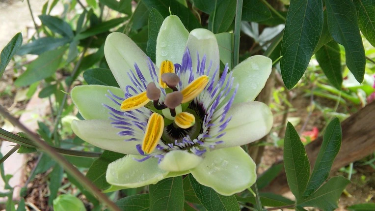 2114333A57BD0FBB2825DA