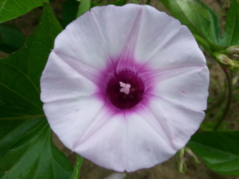 220A6641541A946932C4ED