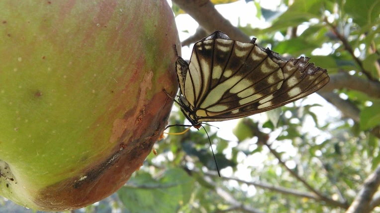 2618B44457C793CA013BE7