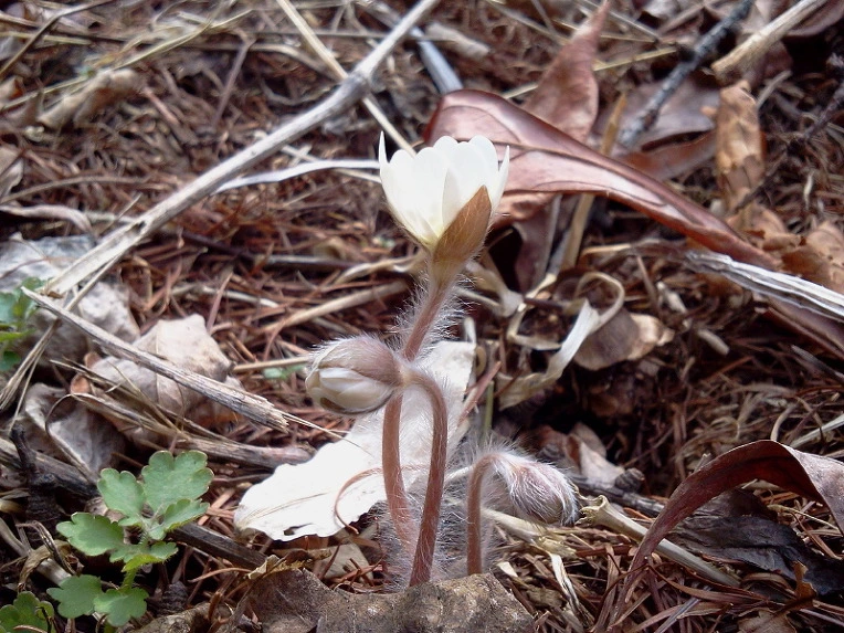 9992E94C5CA0723D0B39ED