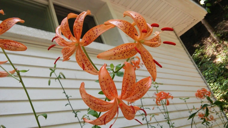 2650B53359791C7B21FE58