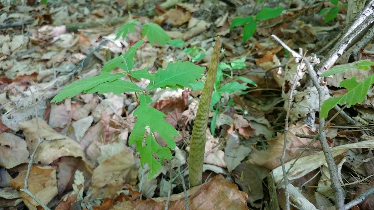 99A28B3E5CDF861E3095AA