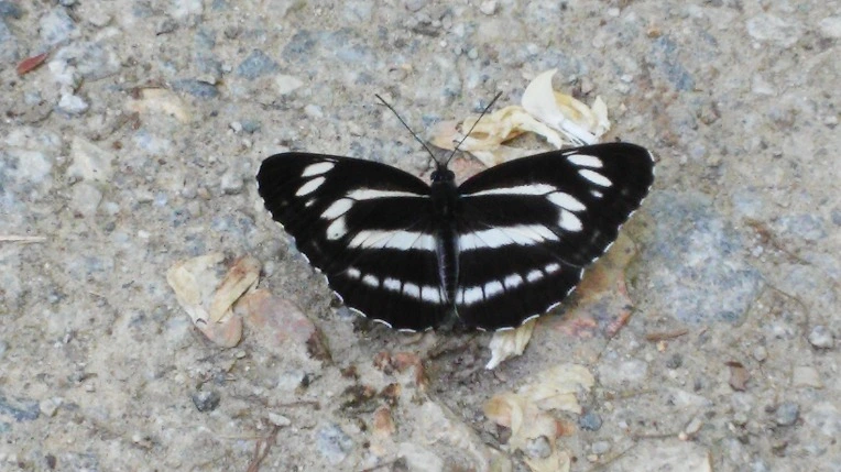 237A8542556027C1348FA0