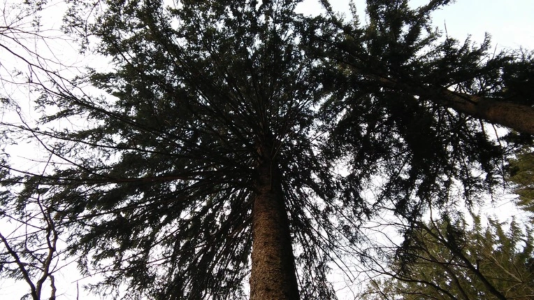 26262C4256EDE53A072BBE