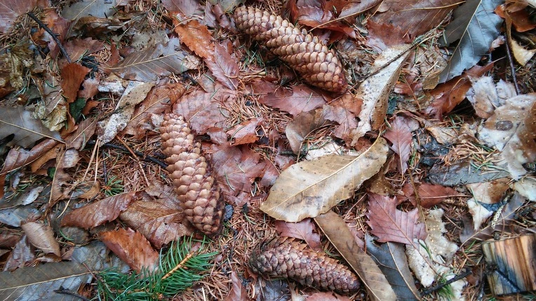 275E7F3356EB9BC60D9A55