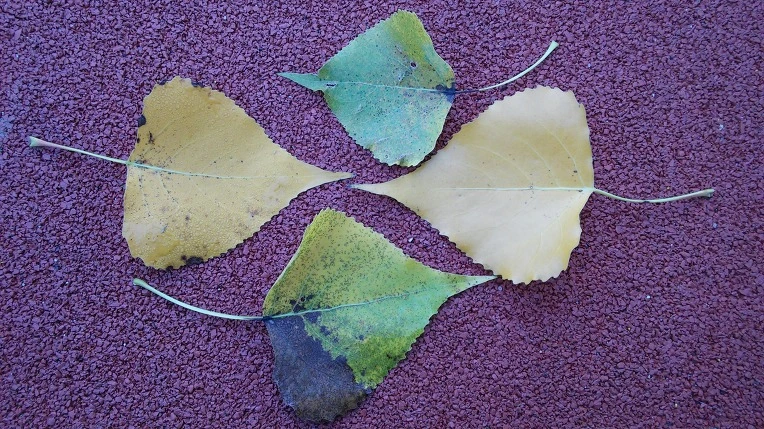 2301D33C57EB35751531BB