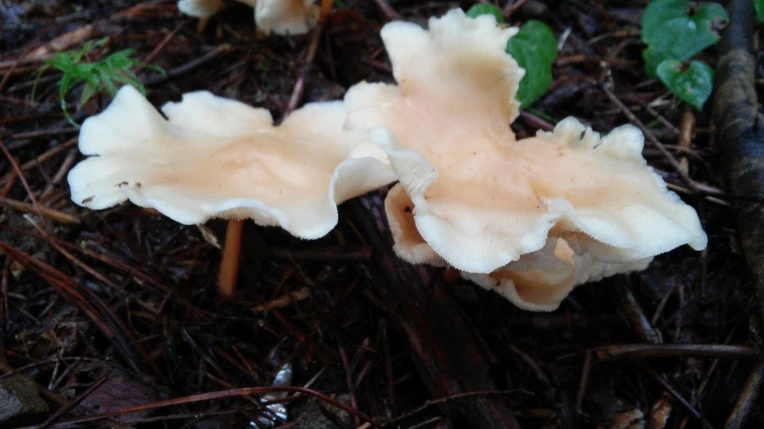 2609204956987CE1233ACE