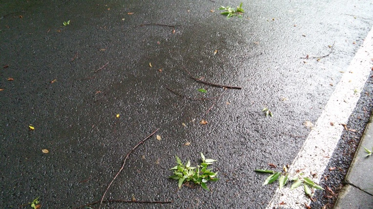 27345D3E558C8DBC389DCA