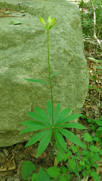 997CFC3B5DBE5F452ECE55