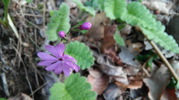 236467355909CA87297BCD