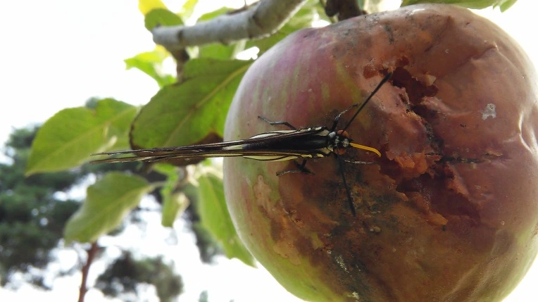 2655204457C793ED35EB31