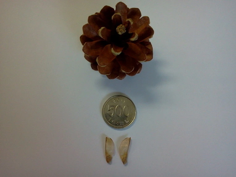 1907CE534E4E41370D527E