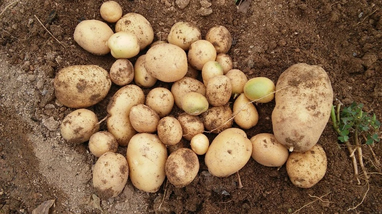 253DED3E5778905E19B1FE