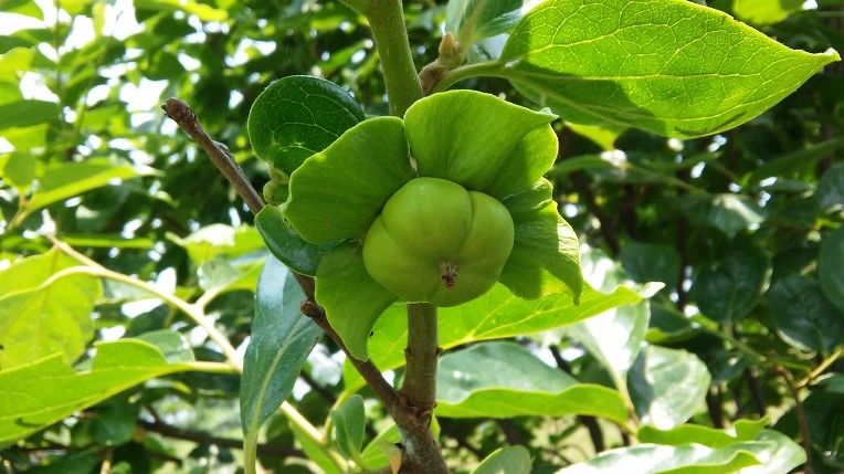 2426B3445765F4E52A1345