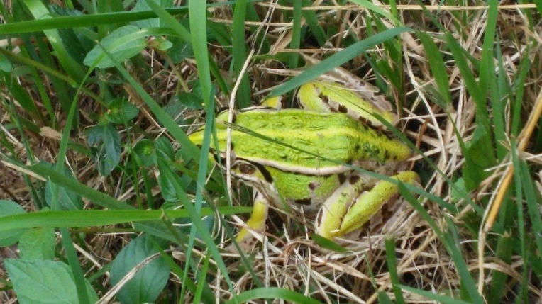 215FC03557D665C607A67F