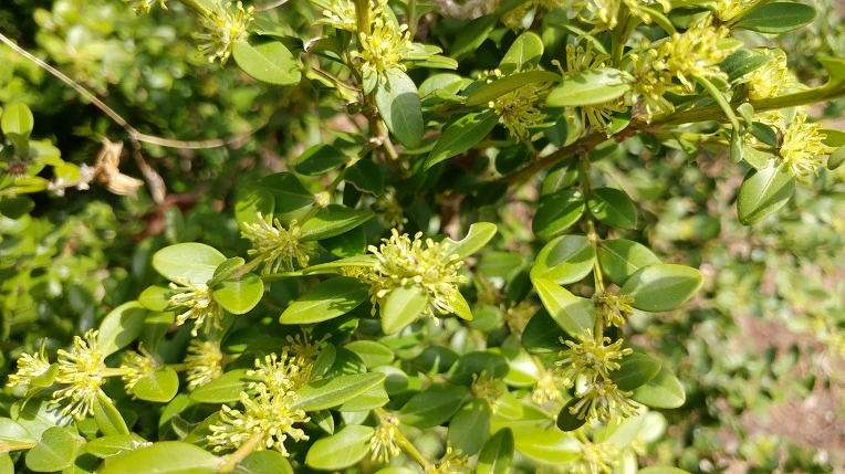 999DD0375ABD6656147981