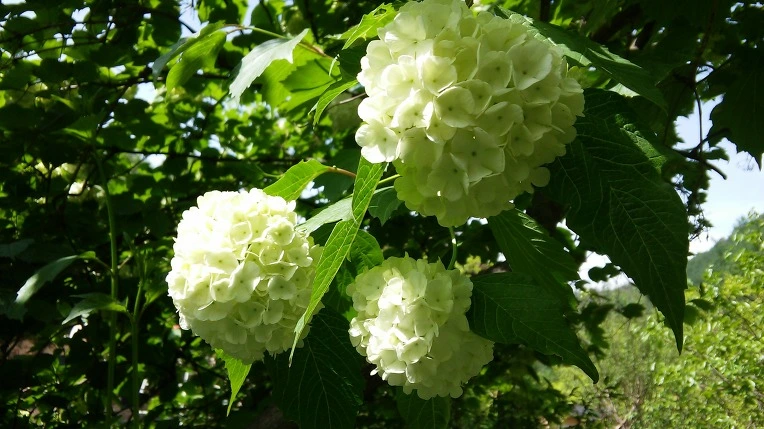 213C1334572E69AC2E1763