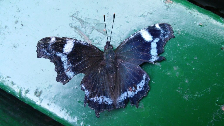 216D6234561F59290E0552