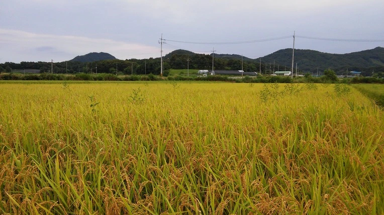 265E164D57BCEBA40970EA