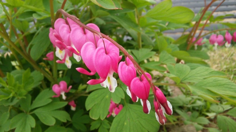 22781A415714A16116B048