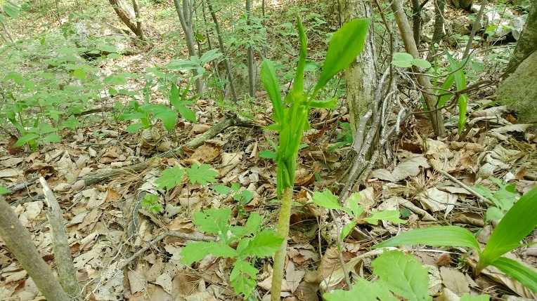 99B657365CDF86A5343E4C