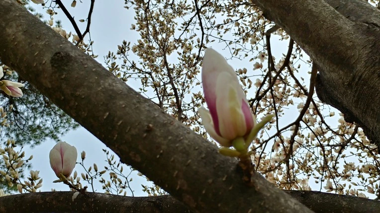 99DAD24C5ACD32A3155664