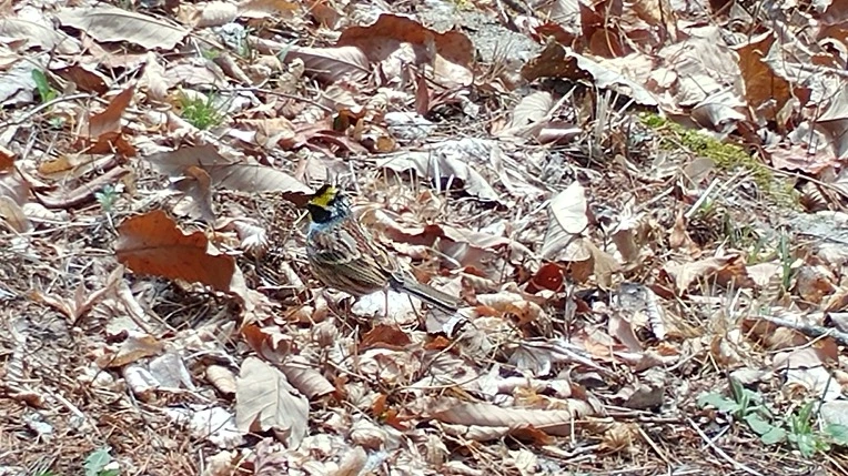 996B9E425AC8A28F0B9850