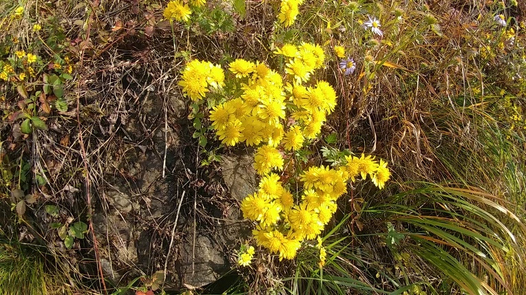 9968A33C5BD6ADD631F814