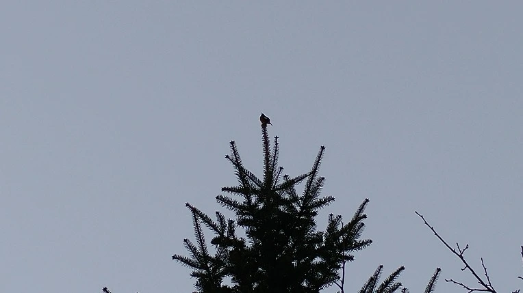 99804B4A5CA53F961F5ACE