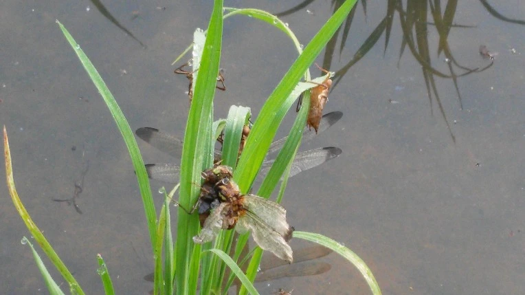 261244335758ED761F0B1C