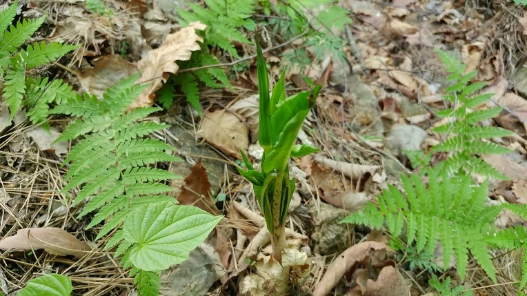 993291365CDF869F2B9780