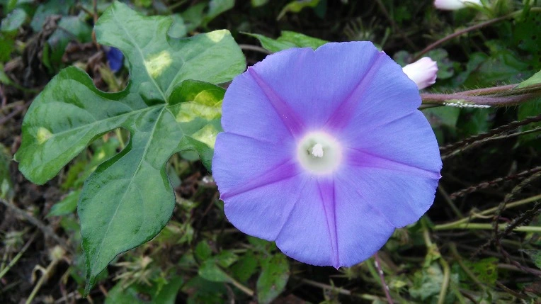 211B554C57D5E25533C967