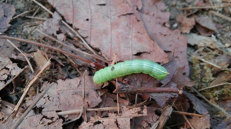 2545E44E572696F002D929