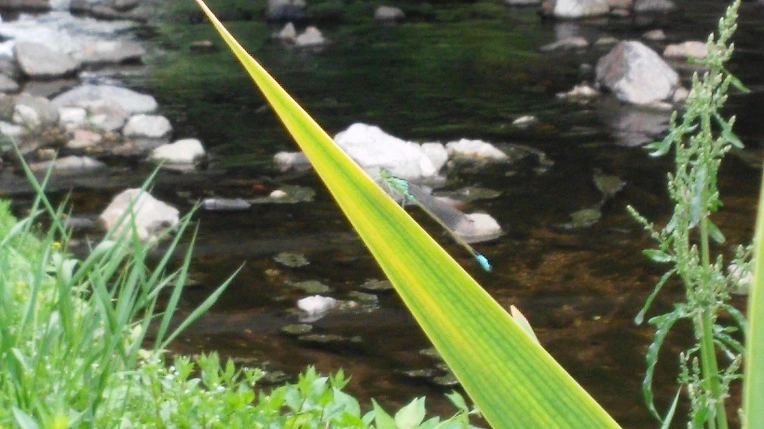 27148F48572561BF0739C6