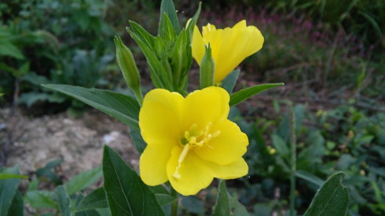 25231D4F57D5E32E2FEF58