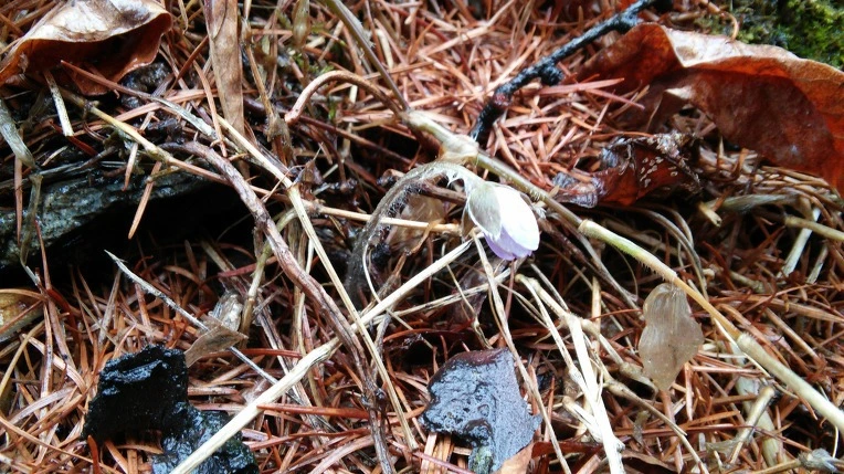 99B2474D5CA072F4345220