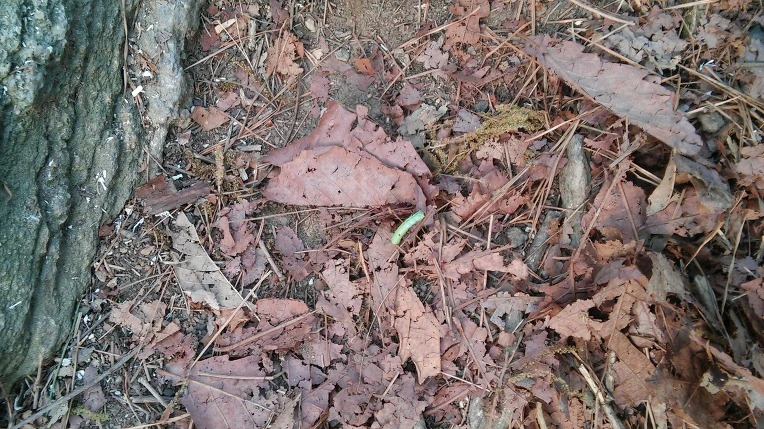 262C704E572696ED043BD7