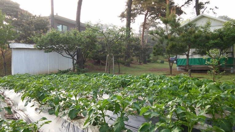 256CD934572E66E22D2265