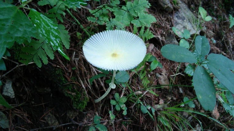 216F304856987CA01DAF59