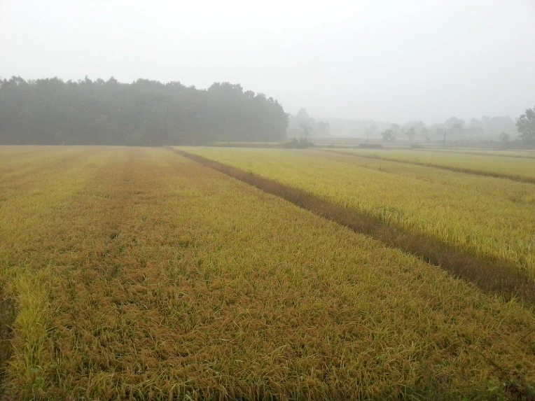 24488934542419CD19DD7D