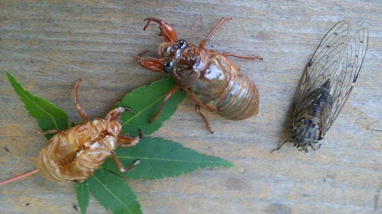 9948233359879289146A37