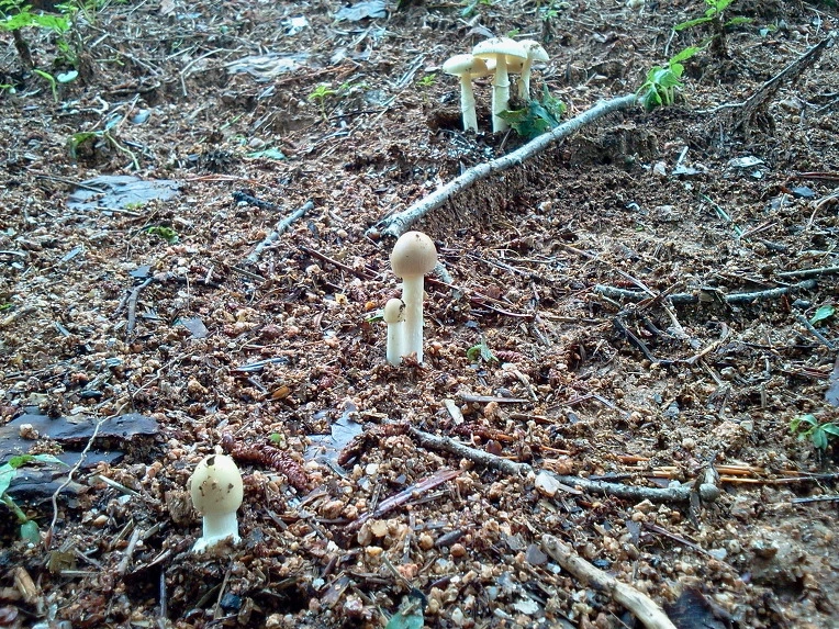 171538495004131A16B406