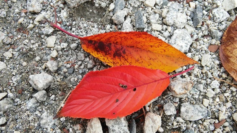 2466D335564315641BCF09