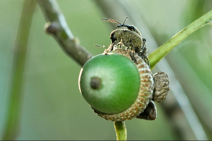 250D803553E8620531B100