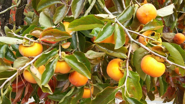 2702693B562A9F2131B1DB