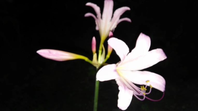 996215335984F69614044C