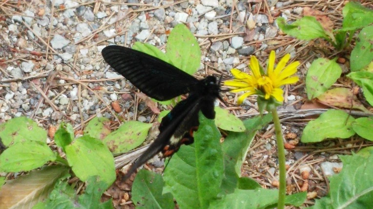 271D2C4259300A2431AF8F